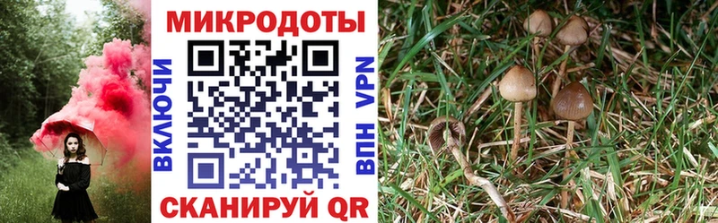 купить сайты блэк спрут рабочий сайт Галлюциногенные грибы Psilocybine cubensis Таштагол